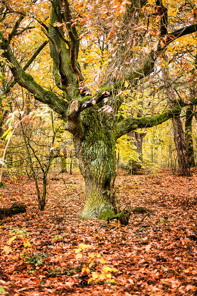 Natur