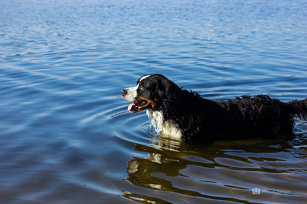 Tiere